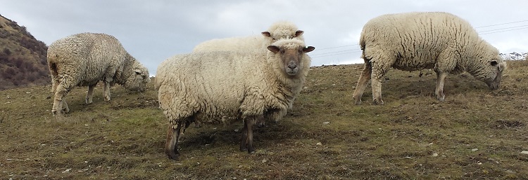 nz_sheep